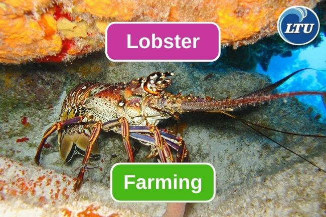 Read This Before Starting Lobster Farming